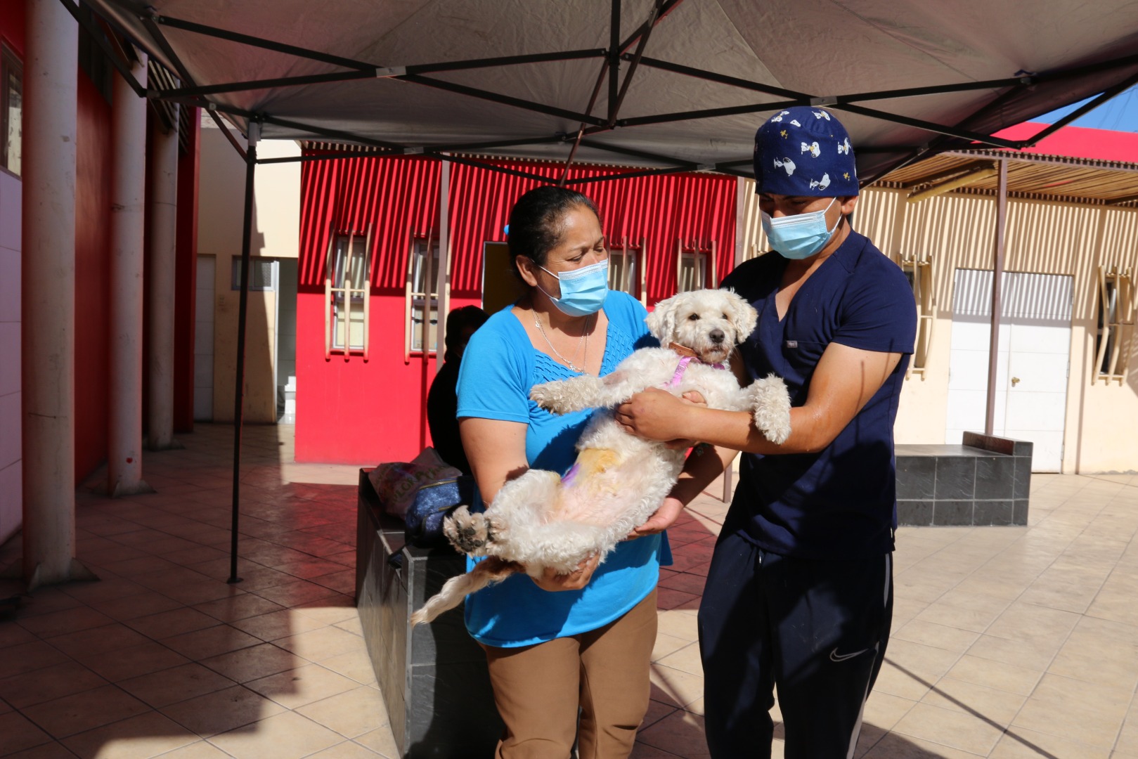 CANIL MUNICIPAL DE IQUIQUE SUMA MÁS DE 2.600 ESTERILIZACIONES EN LO QUE VA DE 2021